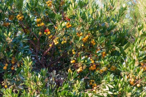 Wild strawberry Stock Photos