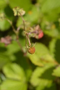 Wild strawberry Stock Photos