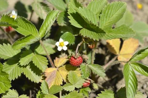 Wild strawberry Stock Photos
