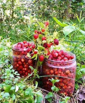 Wild strawberry. Stock Photos