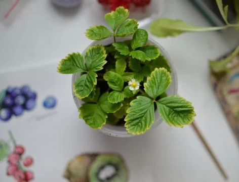 Wild strawberry plant grown from a seed in a pot, with green leaves and first Stock Photos