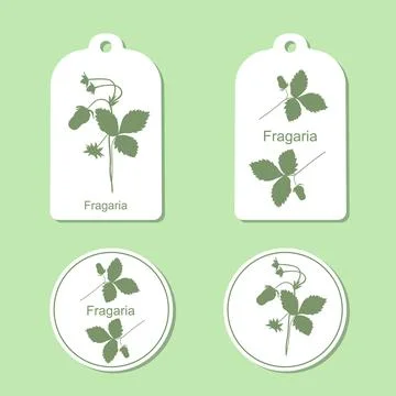 Wild Strawberry Plant Stock Illustration