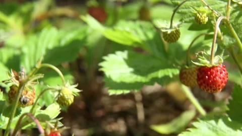 Wild strawberry ripening process in natural garden environment Stock Footage 312703239