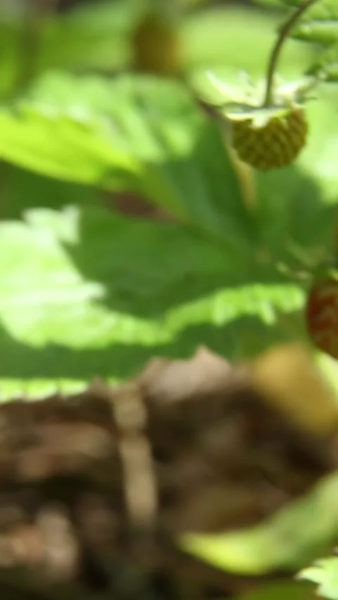 Wild strawberry ripening process in natural forest habitat Stock Footage 313355833