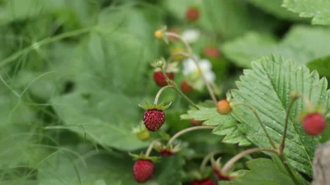 Wild strawberry seedlings Video stock 131158951