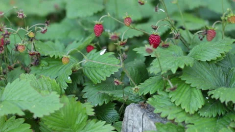 Wild strawberry seedlings Stock Footage 156729554