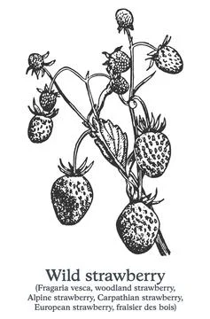 Wild strawberry. Vector hand drawn plant. Vintage medicinal plant sketch. Stock Illustration