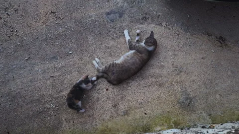 A wild stray kitten playing with the tail of its mother. Stock Footage 244862853