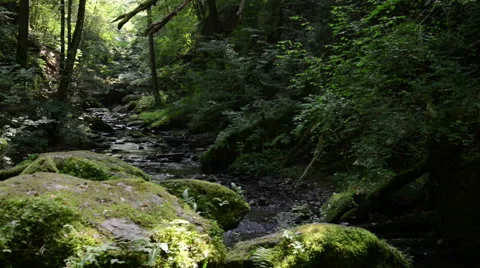 Wild stream Ehrbach next to Mosel River. Vídeo Stock 54901035