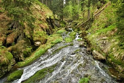 Wild stream flowing through a forest in the mountains Stock Photos