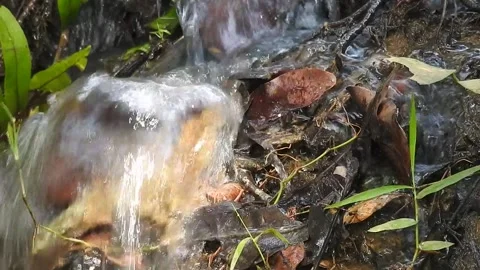 Wild Stream Flowing Through Untouched Nature Stock Footage 308528491