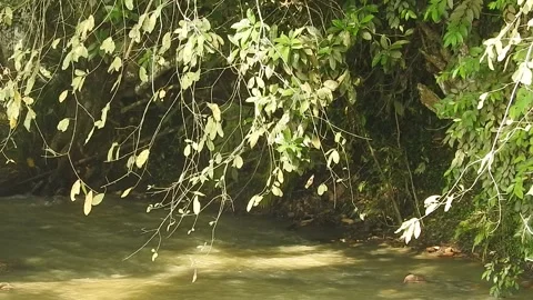 Wild Stream Flowing Through Untouched Nature Video stock 308528789