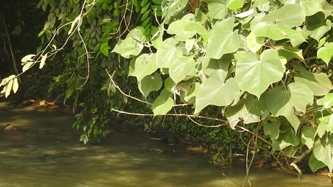 Wild Stream Flowing Through Untouched Nature Stock Footage 308528808