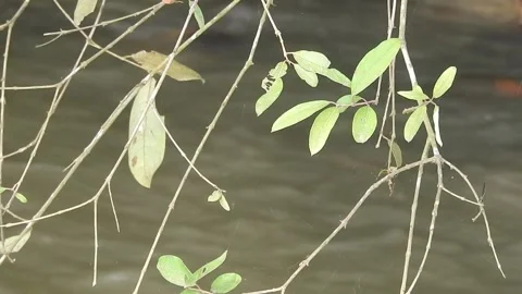 Wild Stream Flowing Through Untouched Nature Stock Footage 308528829
