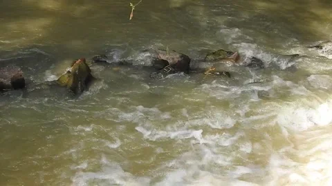 Wild Stream Flowing Through Untouched Nature Stock Footage 308528838