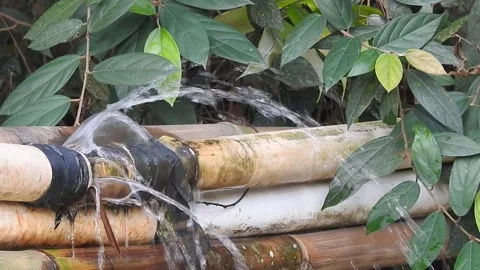 Wild Stream Flowing Through Untouched Nature Stock Footage 308528857