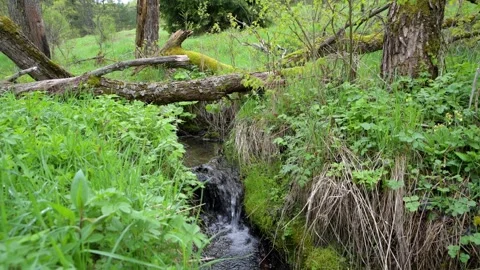 A wild stream flowing under old tree branches among the grass Stock Footage 242342530