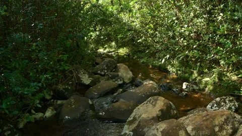 Wild Stream Flows through Forest in Mauritius, with Sound Stock Footage 135852156
