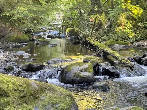 A wild stream in the forest Stock Photos