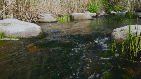 Wild stream with rocks and grass Stock Footage 81190200