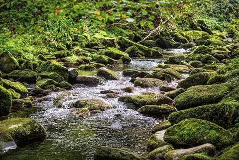 Wild stream in a stream bed Stock Photos