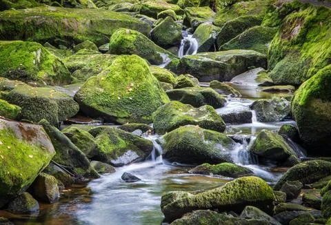 Wild stream in a stream bed Stock Photos