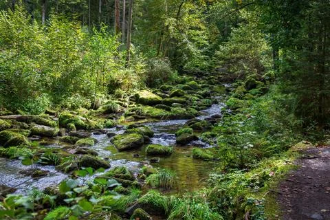 Wild stream in a stream bed Stock Photos