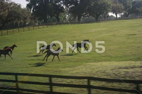 Wild Stride Stock Photos