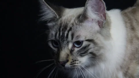 A wild striped cat exits from frame on a black background Stock Footage 35529322