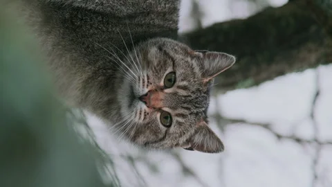 A wild striped cat hid in a tree. Stock Footage 252456883
