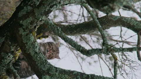A wild striped cat hid in a tree. The cat's beautiful eyes look into the camera. Stock Footage 252456905
