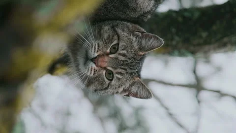 A wild striped cat hid in a tree. The cat's beautiful eyes look into the camera. Stock Footage 252456949