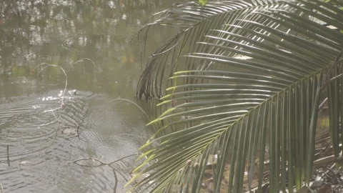 Wild Striped Varan Stock Footage 94684794