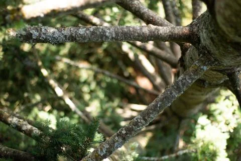 Wild Structures 写真素材