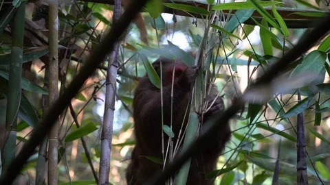 Wild Stump-Tailed Macaque catching frog 01 Stockbeeldmateriaal 99336239