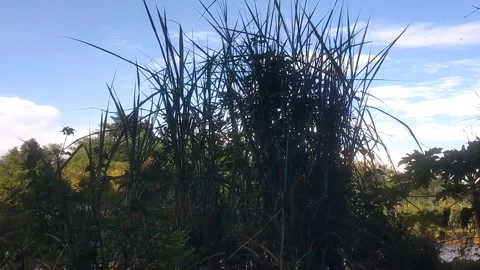 The Wild Sugar Cane Grass Stock-Footage 335081476