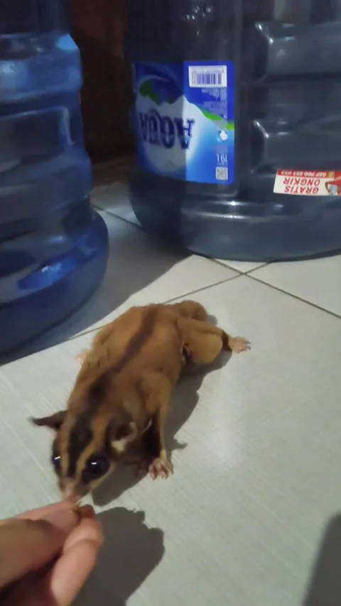 Wild Sugar Glider Approaching Hand Part 2 Vídeo Stock 341807592