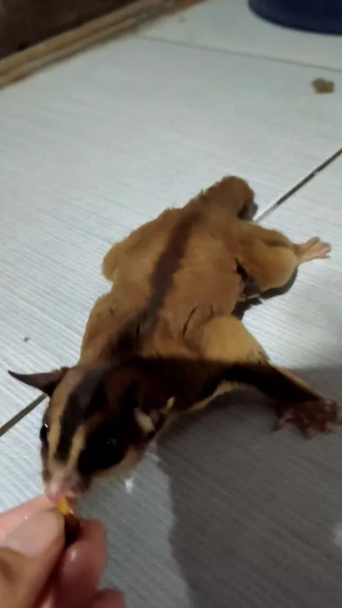 Wild Sugar Glider Biting Human Finger Part Stock Footage 341689780