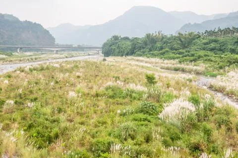 Wild sugarcane grass Stock Photos