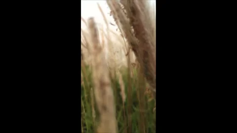 Wild Sugarcane (Kans Grass) Stock Footage 311721424
