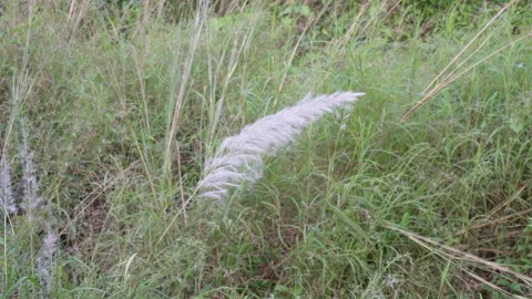 Wild sugarcane Plant Video stock 290933262
