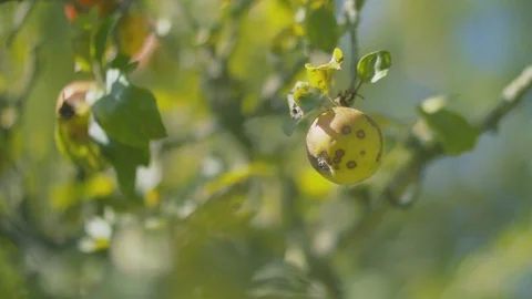 Wild Summer Apple Tree Close Up Stock-Footage 123018884