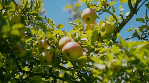 Wild Summer Apples Stock-Footage 123017918