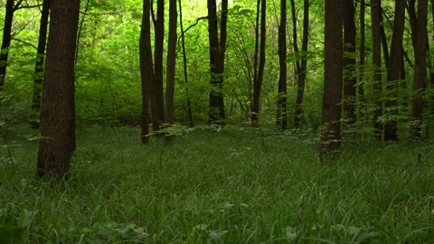 Wild summer forest. Green trees, bushes and grass sway in the wind Stock Footage 156695780