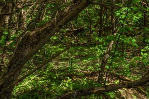 Wild summer forest Foto stock