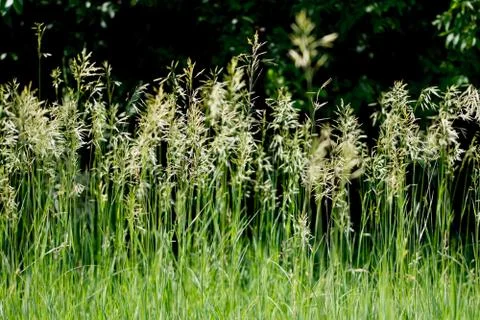 Wild Summer Grass Background Stock Photos