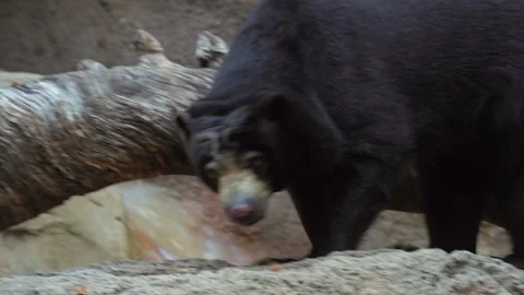 Wild sun bear descending rocks Stock Footage 136446534