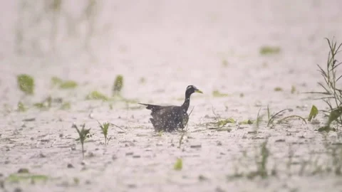 Wild Sunbittern Save Their Lives in Heavy Rain. Stock Footage 329845017