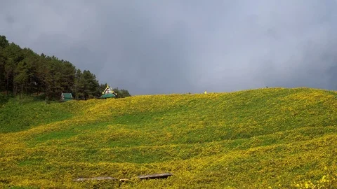 Wild Sunflower Fields Video stock 100063593