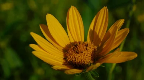 Wild Sunflower Video stock 8519252